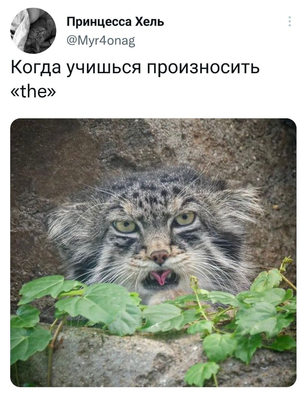 Принцесса Хель Мугііопад да УЧИШЬСЯ ПРОИЭНОСИТЬ те