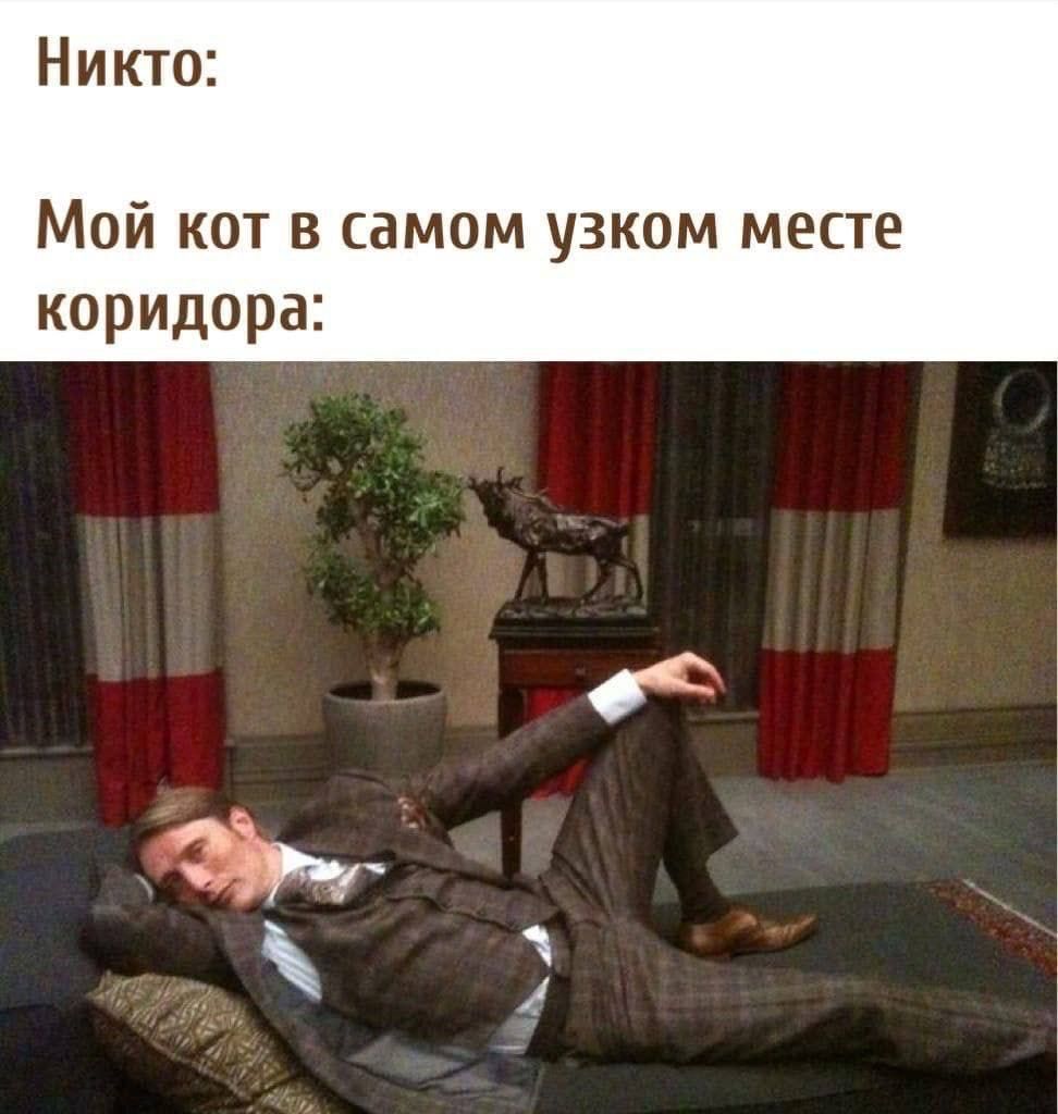 Никто Мой кот в самом узком месте коридора г