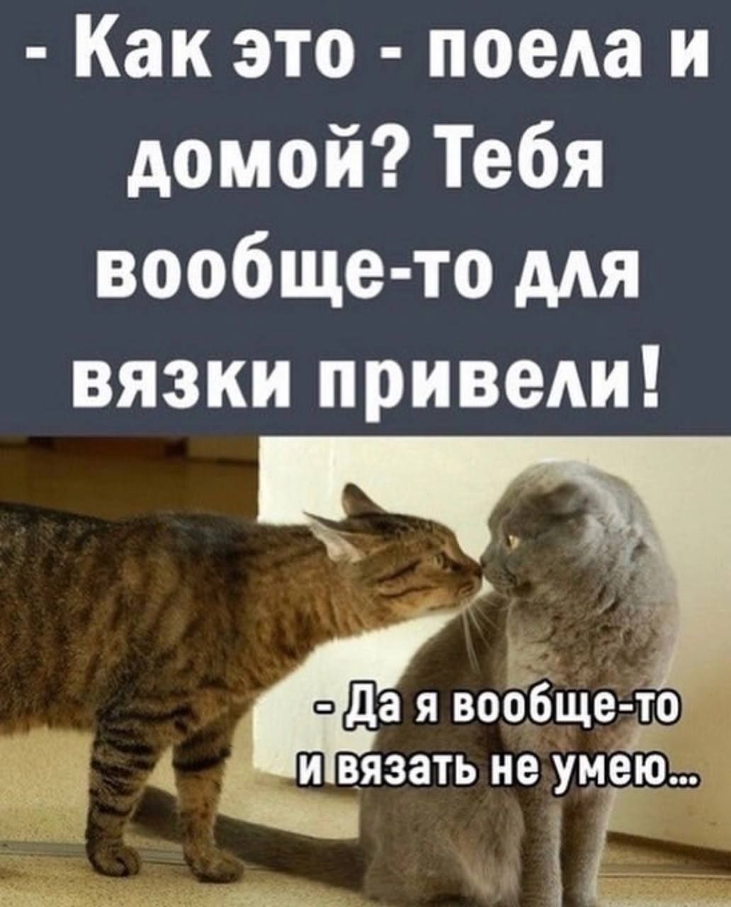 Как это поела и домой Тебя вообще то для вязки привели вообще то и вязать не умею 513 _ _