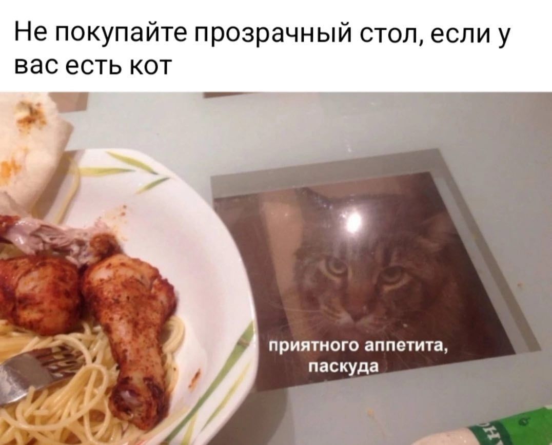 Не покупайте прозрачный стоп если у вас есть кот приятного аппетита пасиуда С