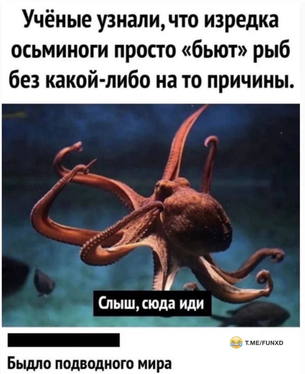 Учёные узнали что изредка осьминоги просто бьют рыб без какой либо на то причины Никитка Быдло подводного мира