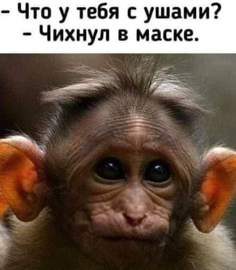 Что у тебя ушами Чихнул в маске