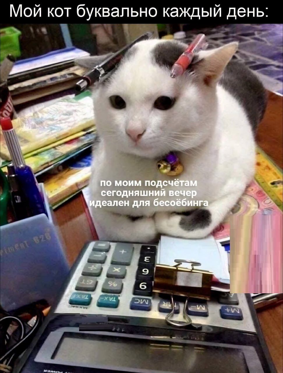 Мой кот буквально каждый день