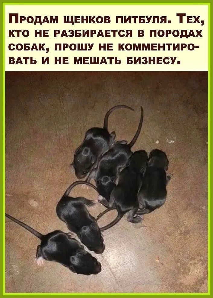 ПРОДАМ щенков питвуля ТЕХ кто не РАЗБИРАЕТСЯ в ПОРОдАХ совлк прошу НЕ комментиро вАть и НЕ мешпь БИЗНЕСУ
