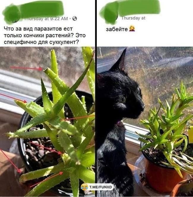 Что за нид паразита ест дебете Топыо км растеншП Эт специшичио для сугкупвит