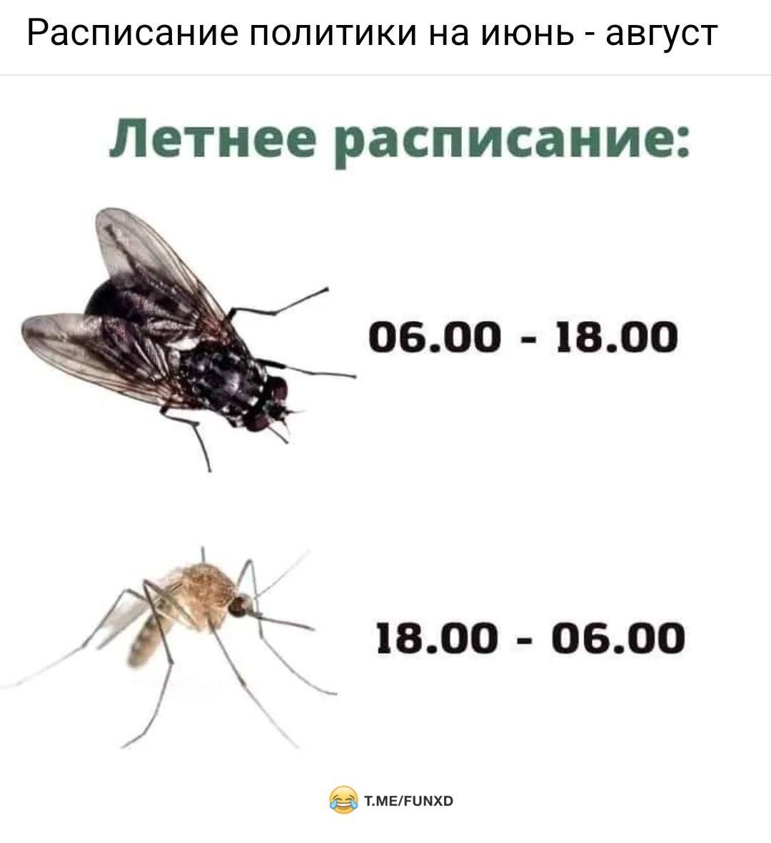 Расписание ПОЛИТИКИ На ИЮНЬ ЗВГУСТ Летнее расписание 0600 1800 М 1800 0600 в мыши