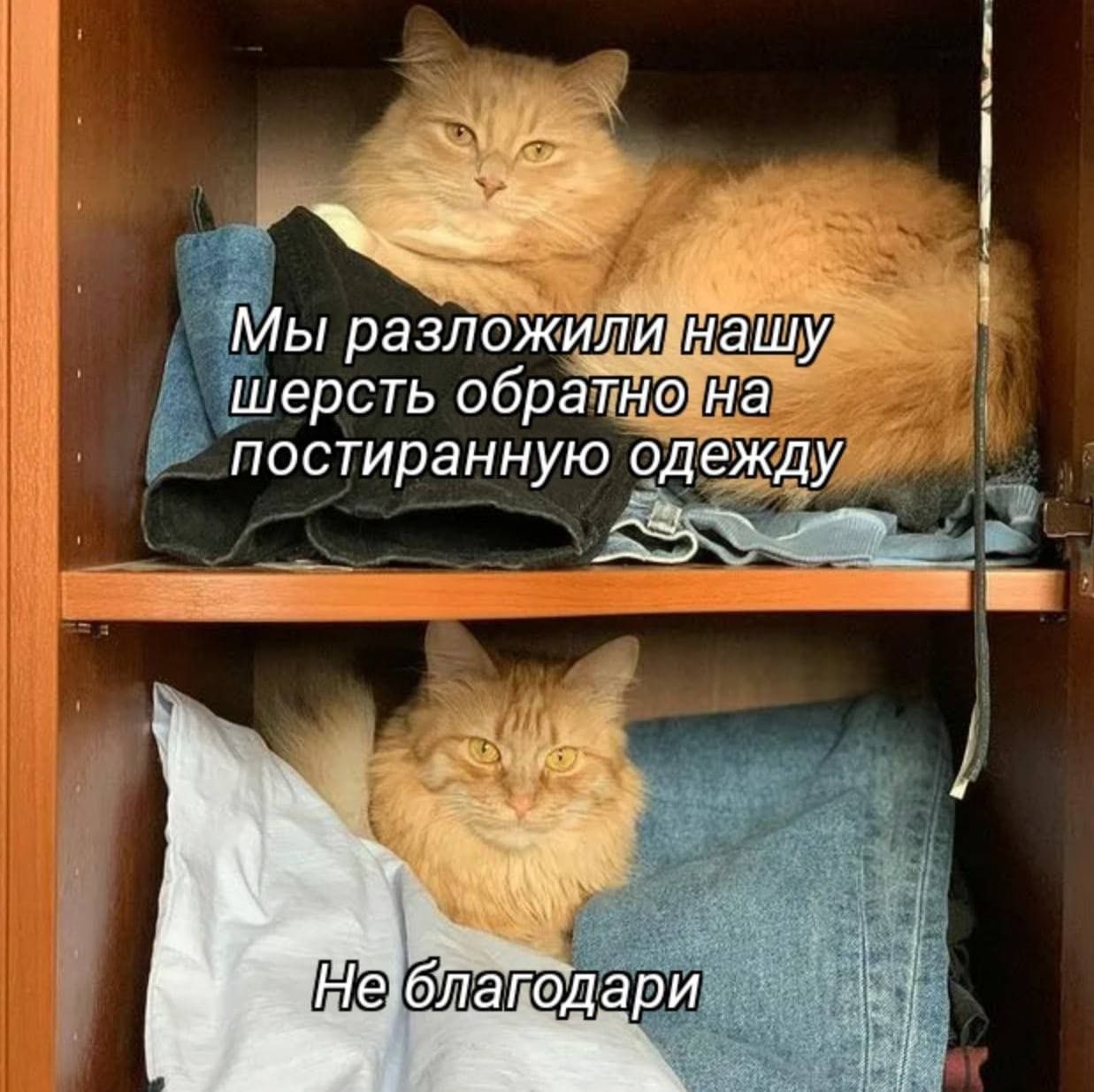 шерсть обратно уда постиранную мёдду