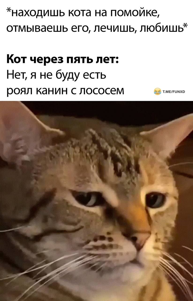 находишь кота на помойке отмываешь его печишь любишь Кот через пять лет Нет я не буду есть рояп канин с лососем т