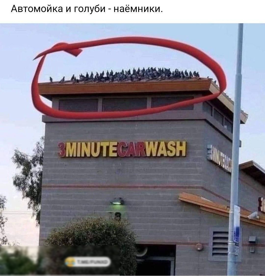 Автомойка и голуби наёмники