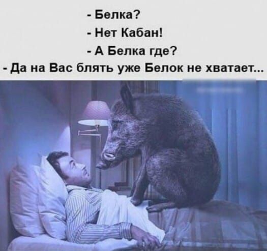 Белка Нет Кабан А Белка где да на Вас блять уже Белок не хватает