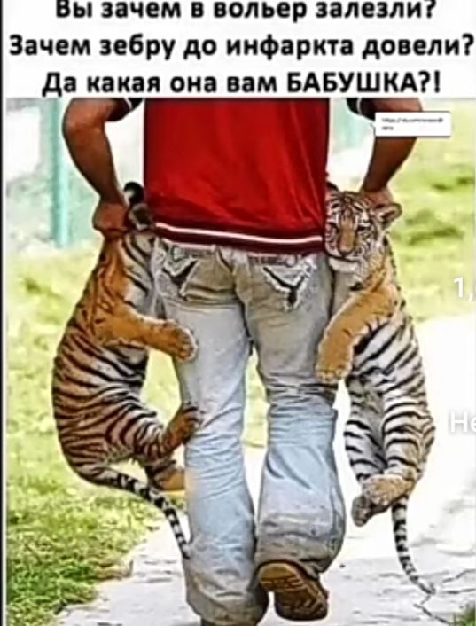 Вы зачем вольер залезлиі Зачем зебру до инфаркта довели да какая она вам БАБУШКА _