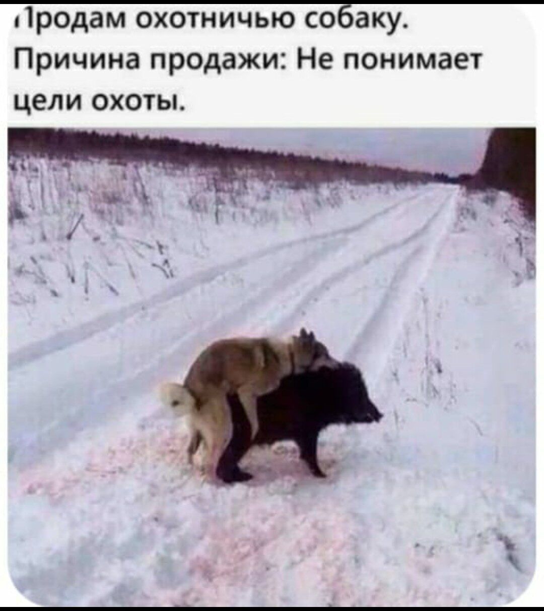 родам охотничью собаку Причина продажи Не понимает цели охоты
