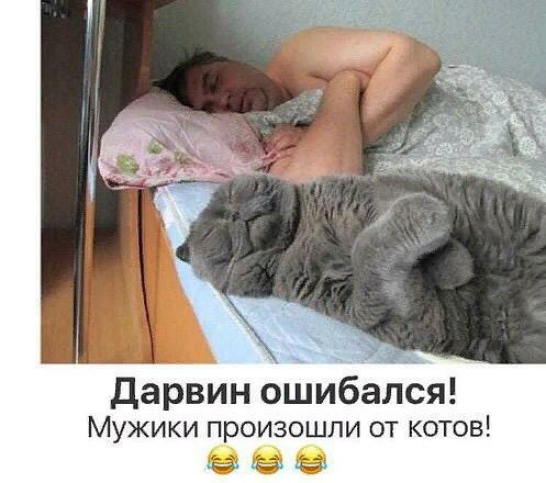 дарвин ошибался Мужики произошли от котов 899