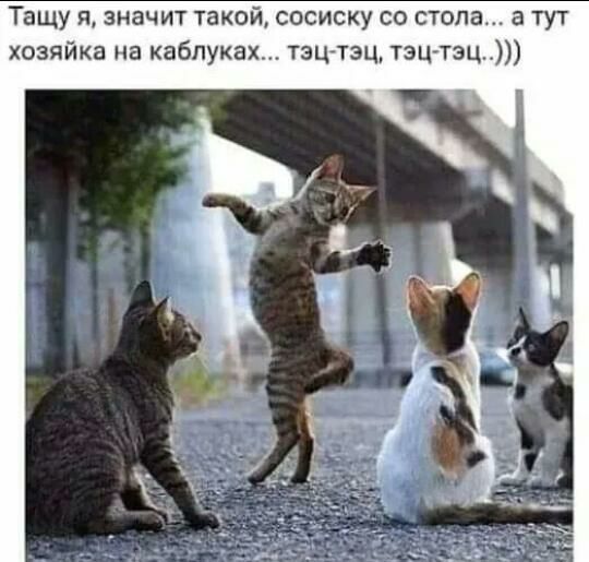 Тащу и значит такой сосиску со стола а тут хозяйка на каблуках тзц тэц тэц тэц