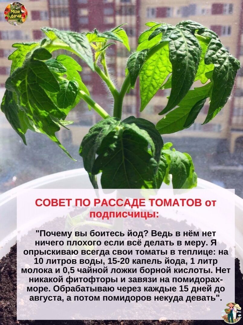СОВЕТ ПО РАССАДЕ ТОМАТОВ от подписчицы Почему вы боитесь йод Ведь в нём нет ничего плохого если всё делать в меру я опрыскиваю всегда свои томаты в теплице на 10 литров воды 15 20 капель йода 1 литр молока и 05 чайной ложки борной кислоты Нет никакой фитофторы и завязи на помидорах море обрабатываю через каждые 15 дней до августа а потом помидоров некуда девать