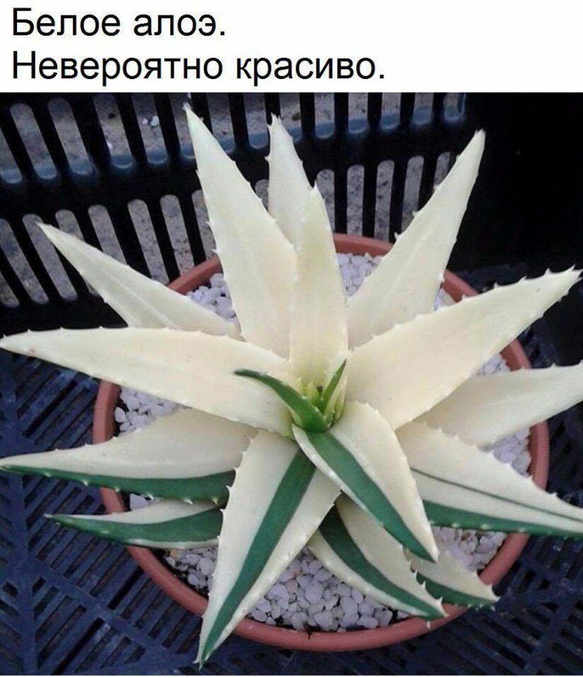 Белое алоэ Невероятно красиво