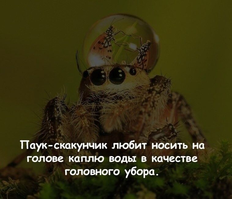 Паук скакунчик любит носить на голов каплю воды в качестве головного убора