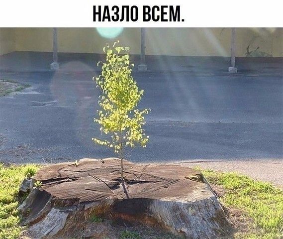 НАЗЛП ВСЕМ