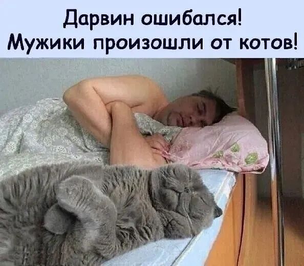Дарвин ошибался Мужики произошли от котов