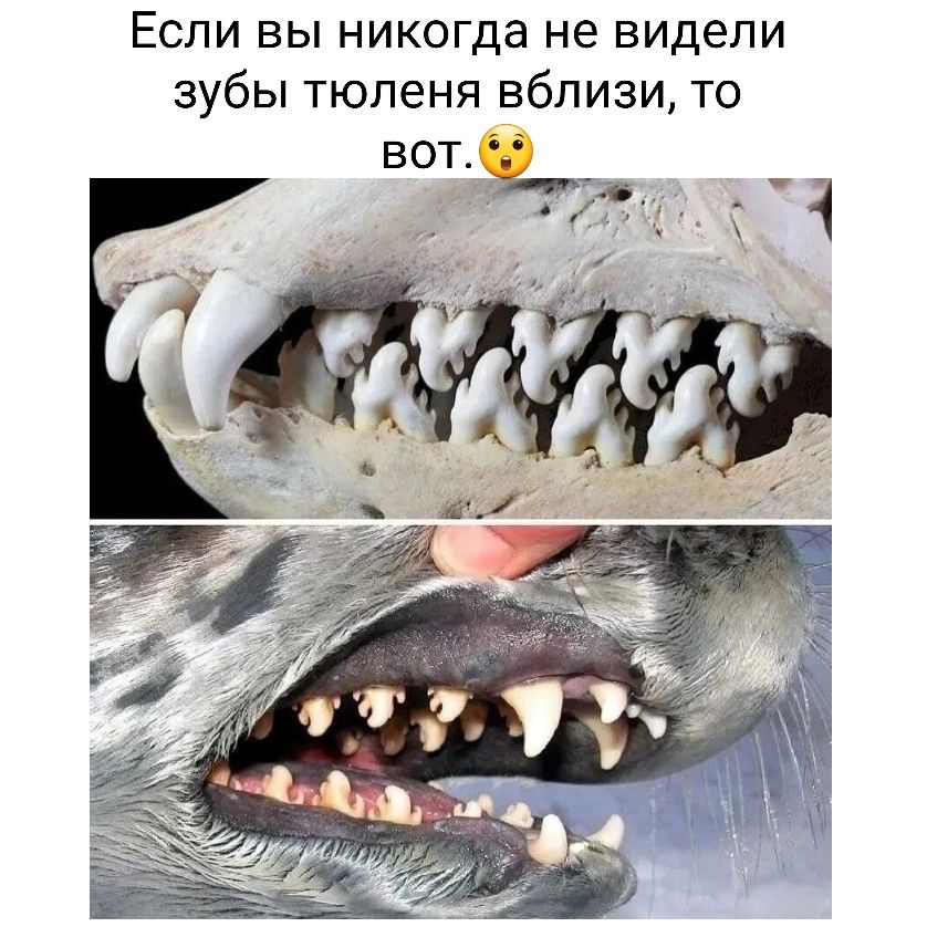 Если вы никогда не видели зубы тюленя вблизи то