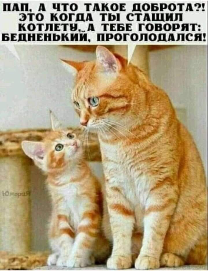 ПАП А ЧТО ТАКОЕ ПОБРОТА ЭТО КОГДА ТЫ СТАШИЛ КОТЛЕТВ_А ТЕБЕ ГОВОРЯТ БЕЦНЕПЬКИИ ПРОГОПОЦАПСЯ