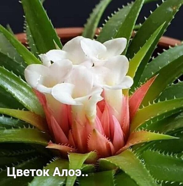 _ Цветопі Алоэ