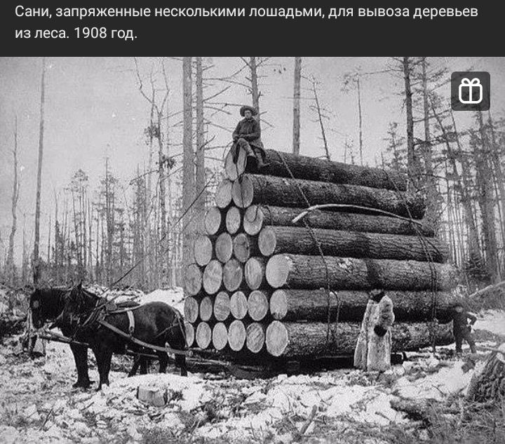 Сани запряженные несколькими лошадьми для вывоза деревьев из леса 1908 год