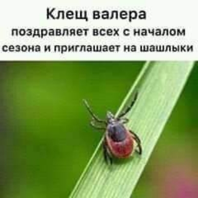 Клещ валера поздравляет всех с началом сепия и приглашает на шашлыки