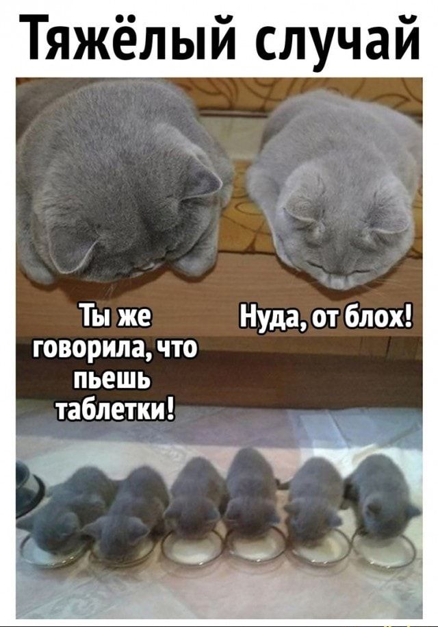Тяжёлый случай Ты же Нуда от блох говорила что пьешь таблетки
