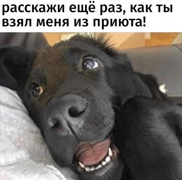 расскажи ещё раз как ты взял меня из приюта
