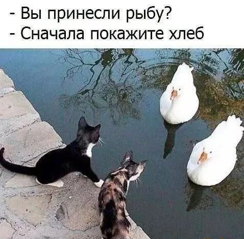 Вы принесли рыбу Сначала покажите хлеб