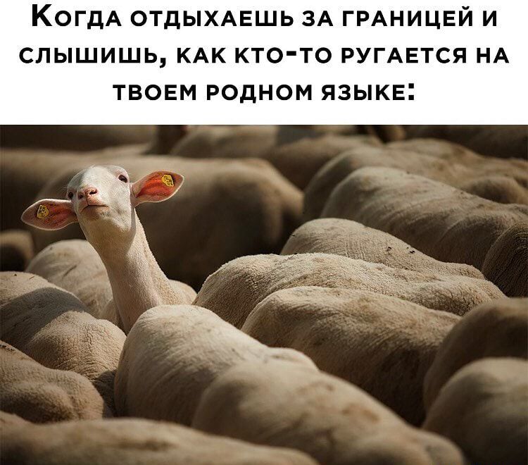 КогдА отдыхдешь ЗА ГРАНИЦЕЙ и слышишь КАК кто то РУГАЕТСЯ НА твоем родном языке