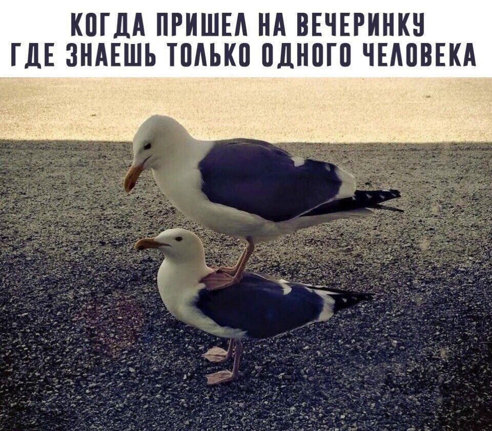 КШМ ПРИШЕА ИА ВЕЧЕРИНКИ ГДЕ ЗНАЕШЪ ТПАЪКП МКПП ЧЕЛОВЕКА