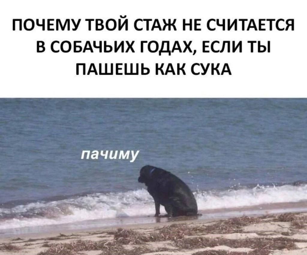 ПОЧЕМУ ТВОЙ СГАЖ НЕ СЧИТАЕТСЯ В СОБАЧЬИХ ГОДАХ ЕСЛИ ТЫ ПАШЕШЬ КАК СУКА пачиму