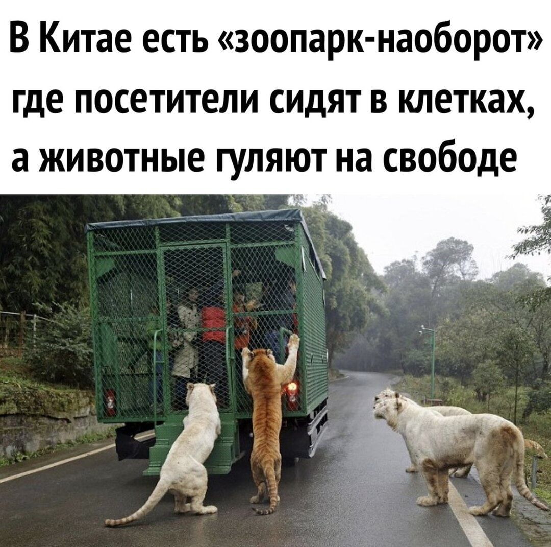 В Китае есть зоопарк наоборот где посетители сидят в клетках а животные гуляют на свободе