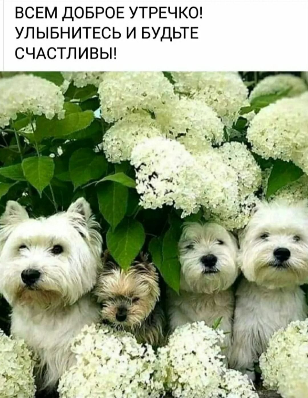 ВСЕМ ДОБРОЕ УТРЕЧКО УПЫБНИТЕСЬ И БУДЬТЕ СЧАСТЛИВЫ