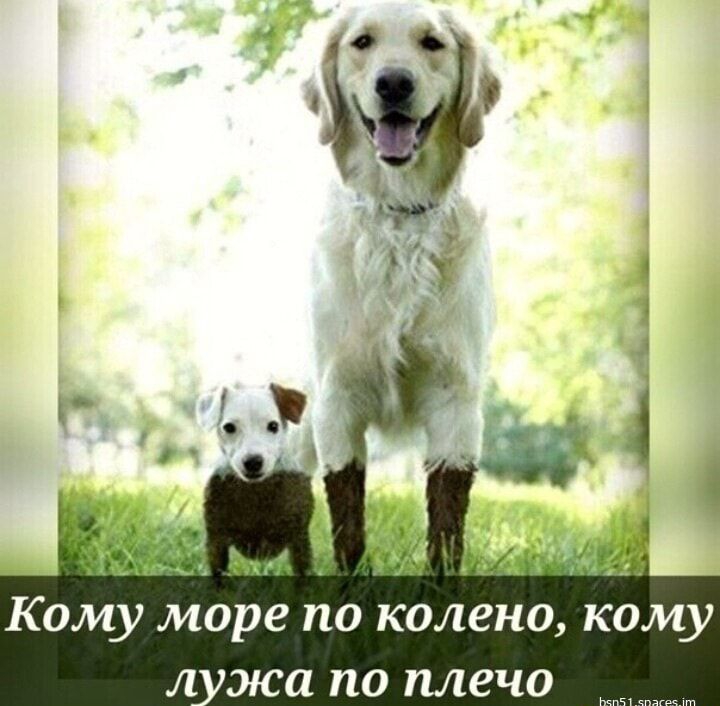 Кому море по колено кому л жа по плечо