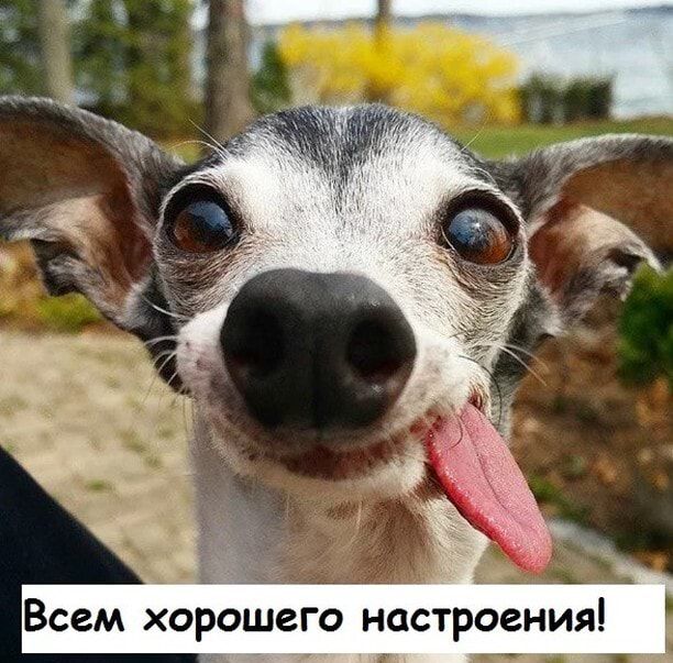 Всем хорошего настроения