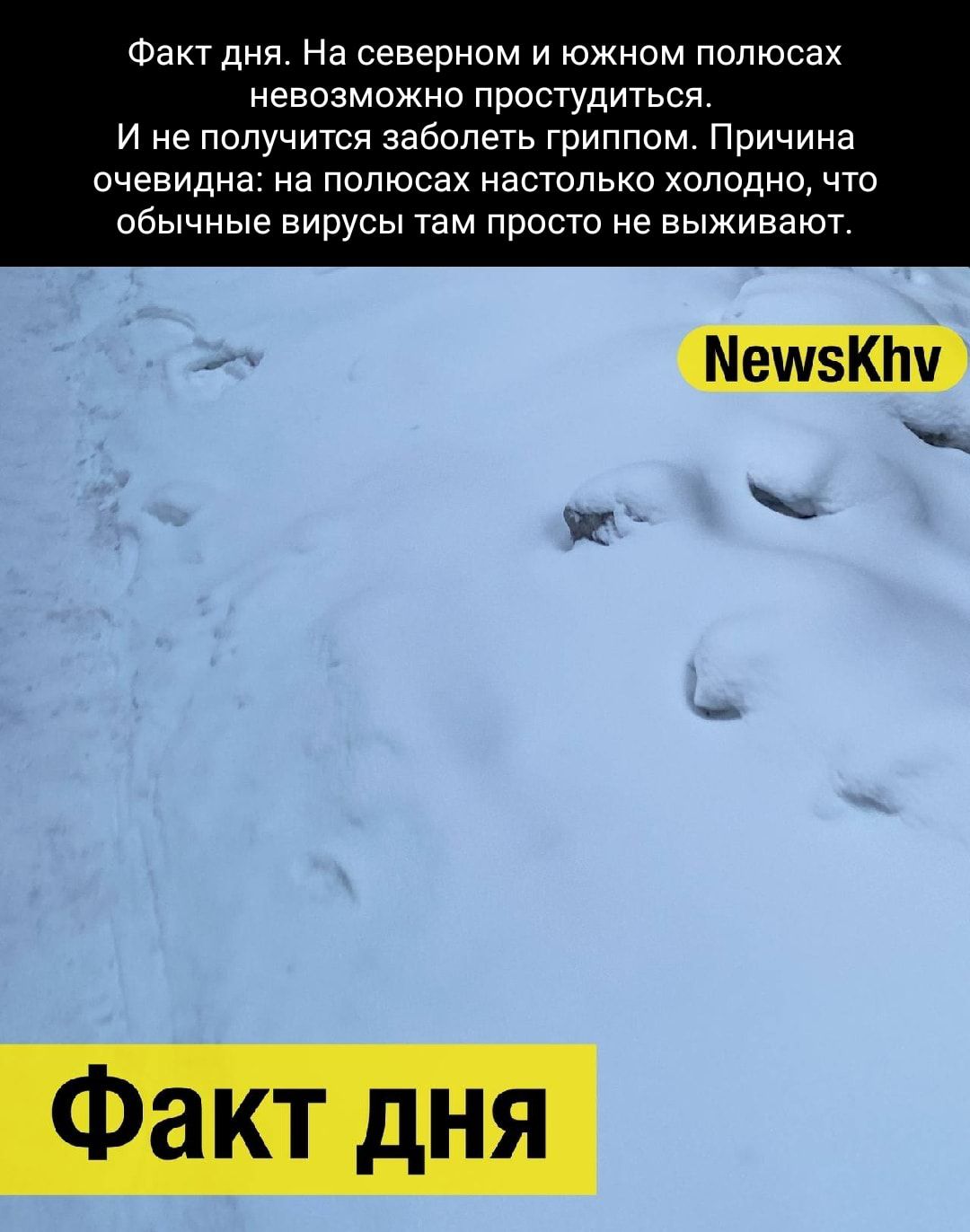 Фаик дня На северном и южном полюсах невозможно простудиться и не получится заболеть гриппом Причина очевидна на полюсах настолько холодно что обычные вирусы там просто не выживают Факт дня