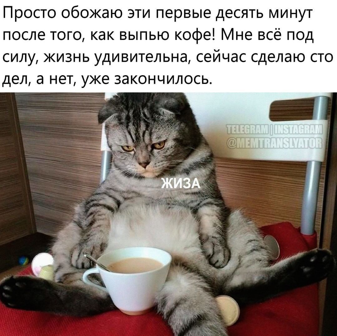 Просто обожаю эти первые десять минут после того как выпью кофе Мне всё под силу жизнь удивительна сейчас сделаю сто дел а нет уже закончилось