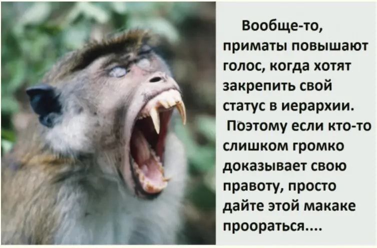 Вообще ю приматы повышают года когда хотят закрепигь свой статус в иераркии ПОЭТОМУ ЕСЛИ КТО ТО СЛИШКОМ громко динамин СВОЮ присту просто дайте эгой макак прощаться