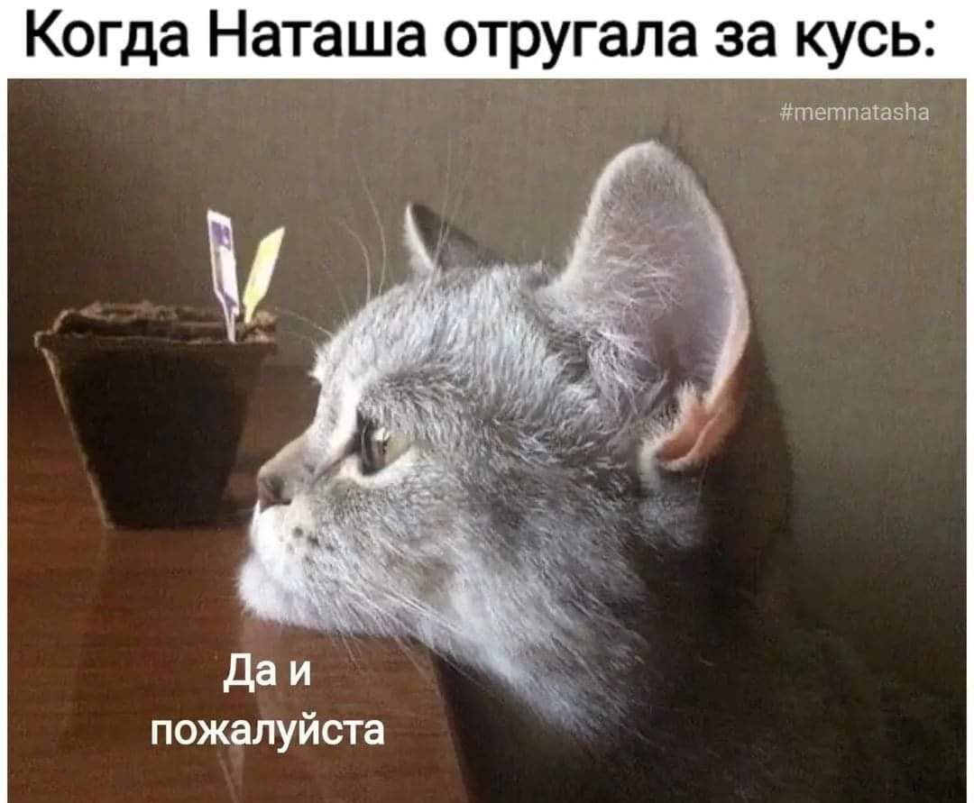 Когда Наташа отругала за кусь мышам да и пожалуйста