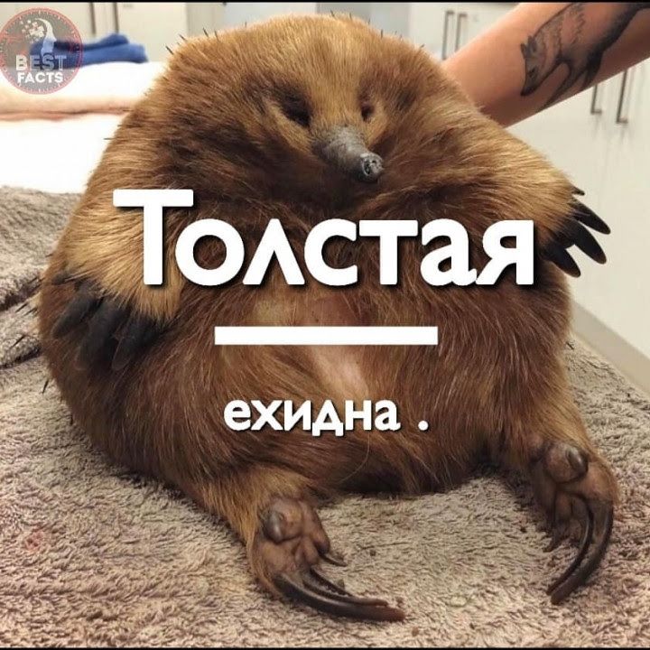 ехидна