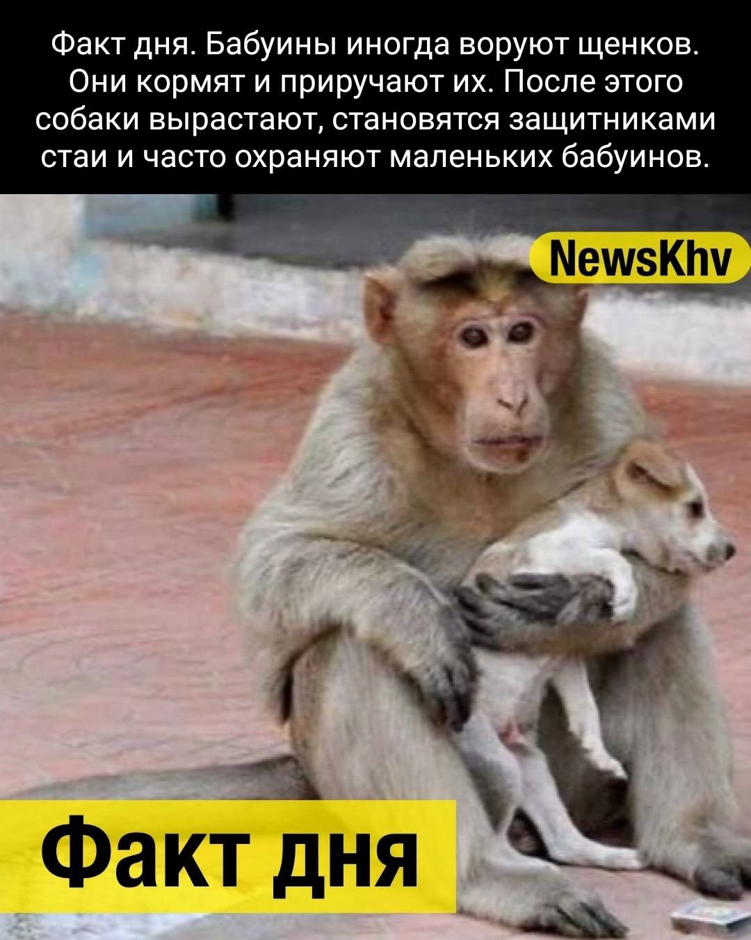 Факт дня Бабуины иногда воруют щенков Они кормят и приручают их После этого собаки вырастают становятся защитниками стаи и часто охраняют маленьких бабуинов Факт дня _ и