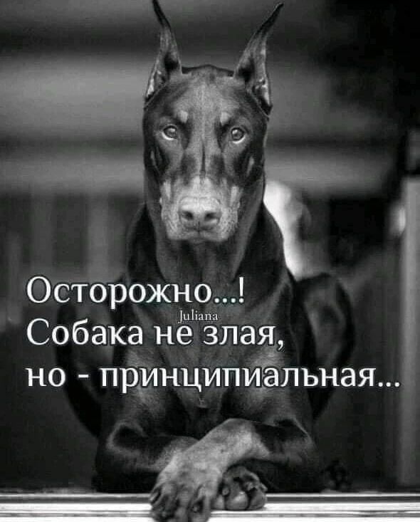 ОстЁрожно іиіінпа Собака не влад НО принципиальная