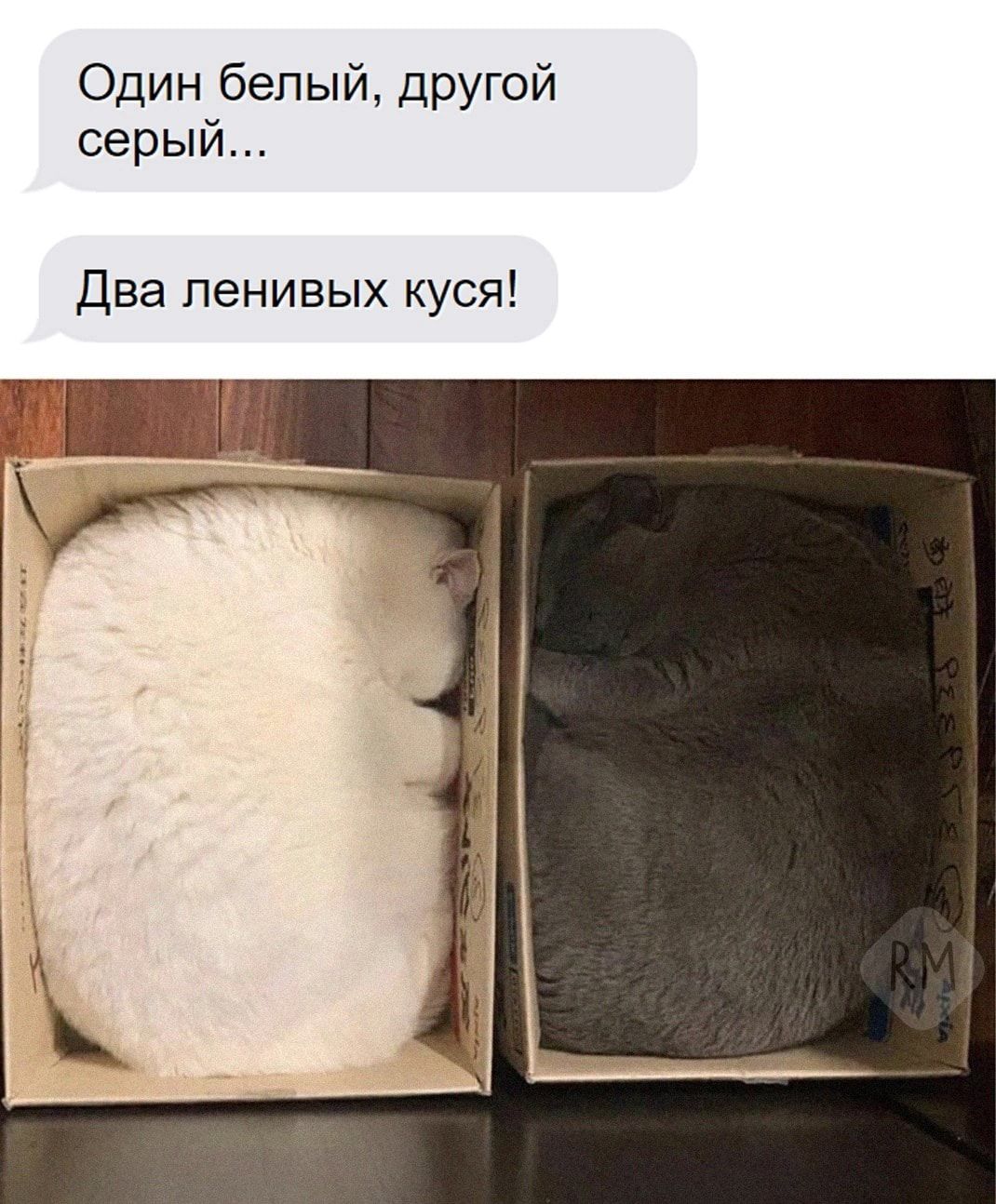 Один белый другой серый Два ленивых куся