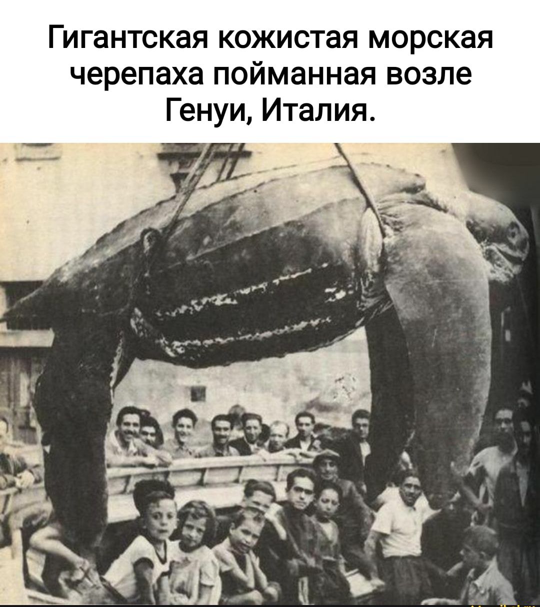 Гигантская кожистая морская черепаха пойманная возле Генуи Итапия