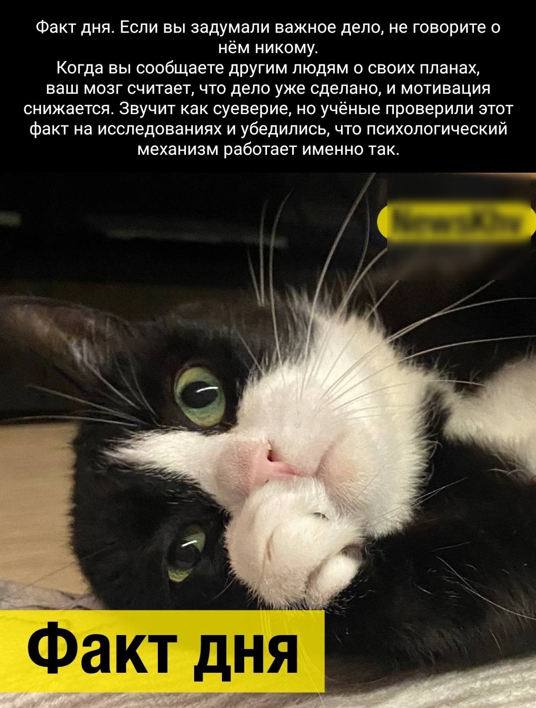 Факт дня Если вы задумали важное дело не говорите о нем никому Когда вы сообщаете другим мд сваих ваш мозг считает что дело уже сделано и мотивация снижается Звучит как суевериа но ученые проверили этт Факт а исследованиях и убедились чт психологический механизм работает именно так