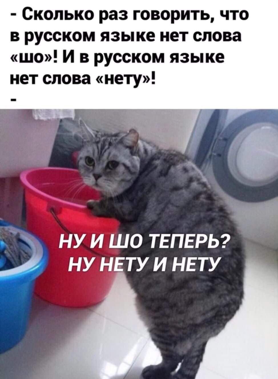 СКОЛЬКО раз ГОВОРИТЬ ЧТО в русском языке нет слова шо И в русском языке не слова не У с ну и шо ТЕПЕРЬ ну нвту и НЕТУ