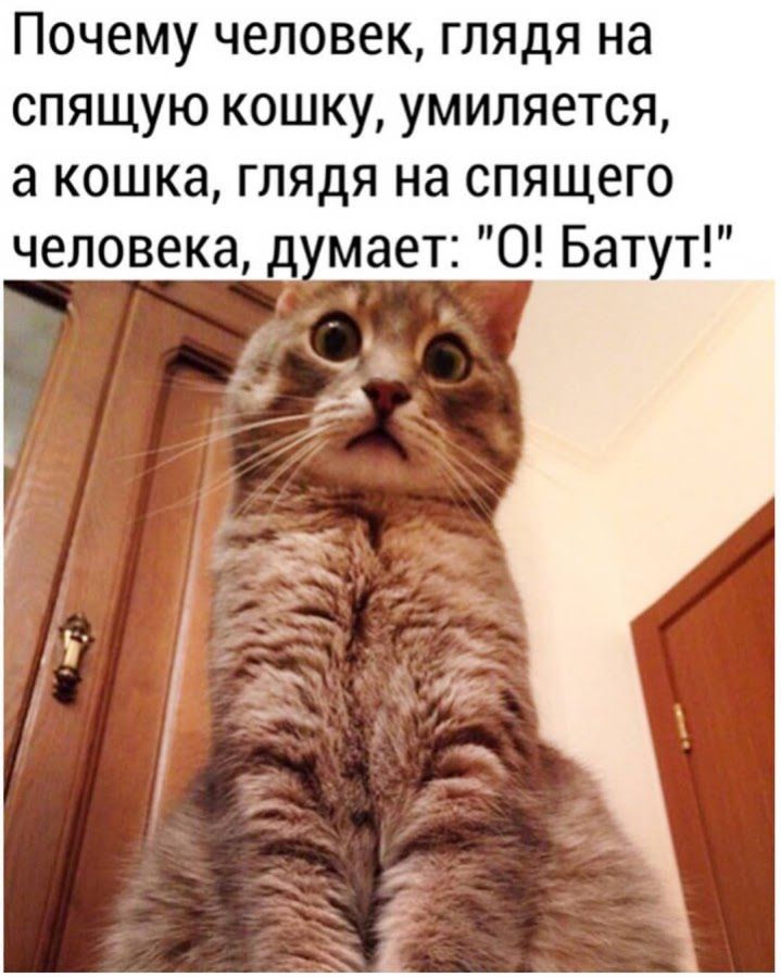 Почему человек глядя на спящую кошку умиляется а кошка глядя на спящего человека д мает 0 Батут